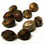 Семена марихуаны АК-47  (Seeds AK-47) в Людиново
